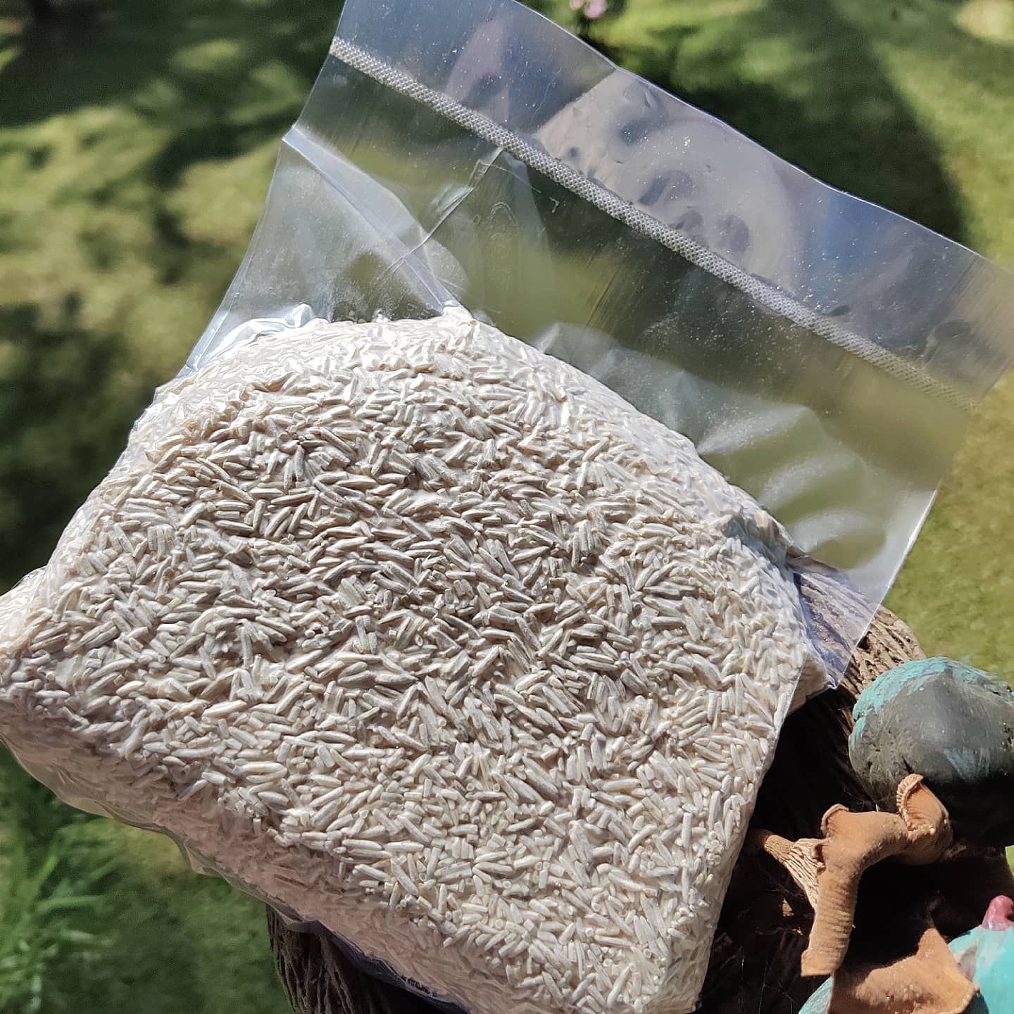 RICE KOJI – Fermentation Starter, Umami Builder